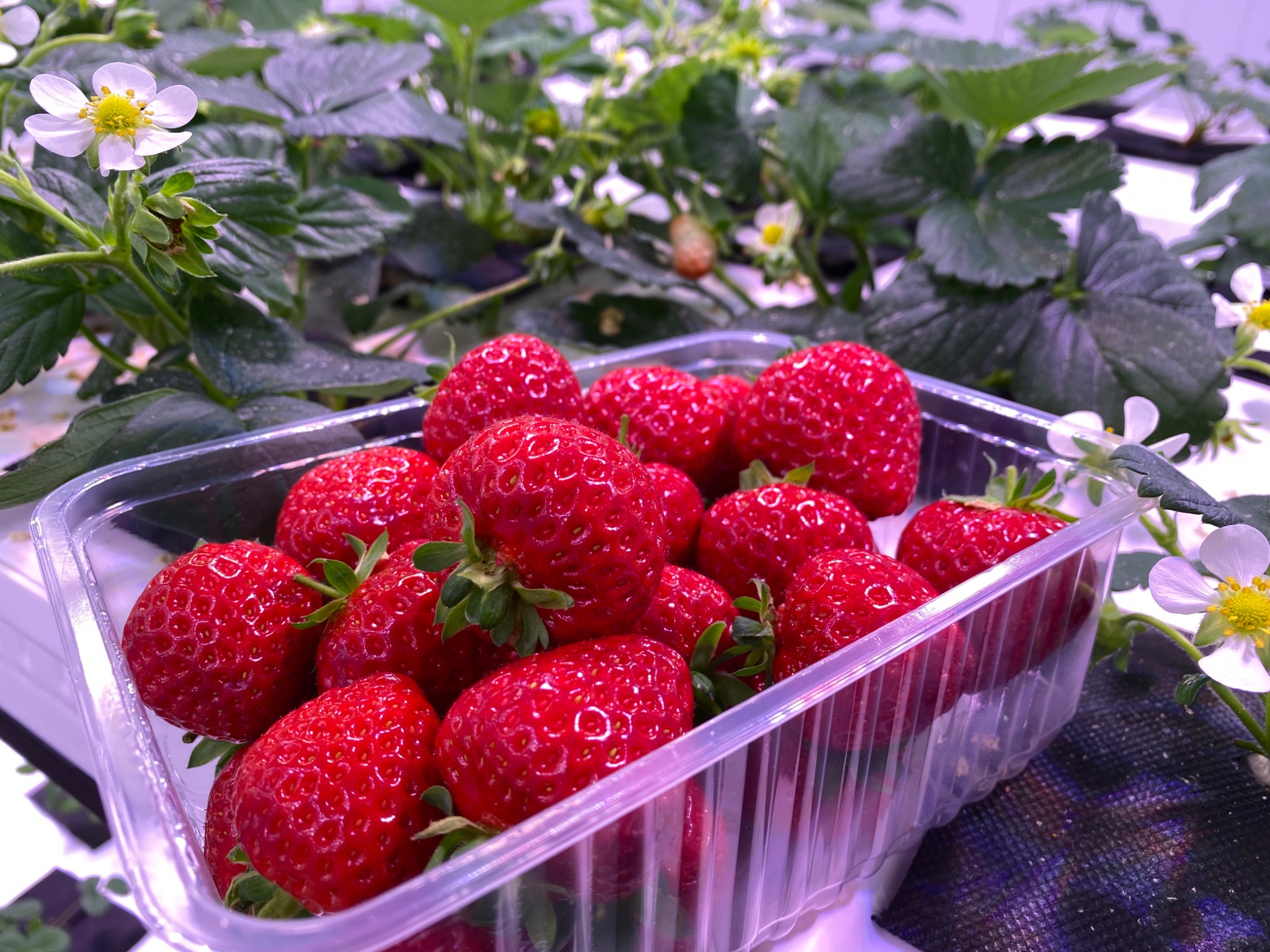 Premium berries by Agricultural Technologies