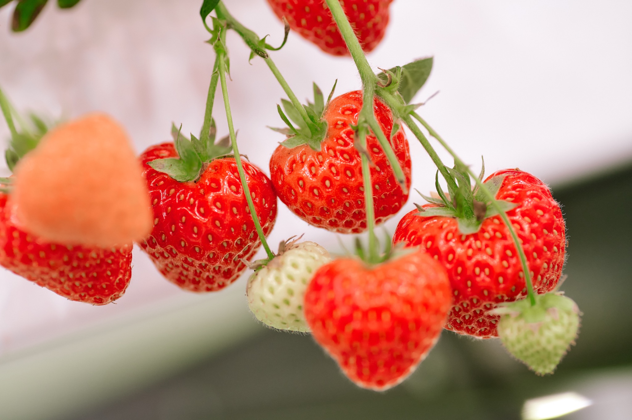 Premium berries by Agricultural Technologies