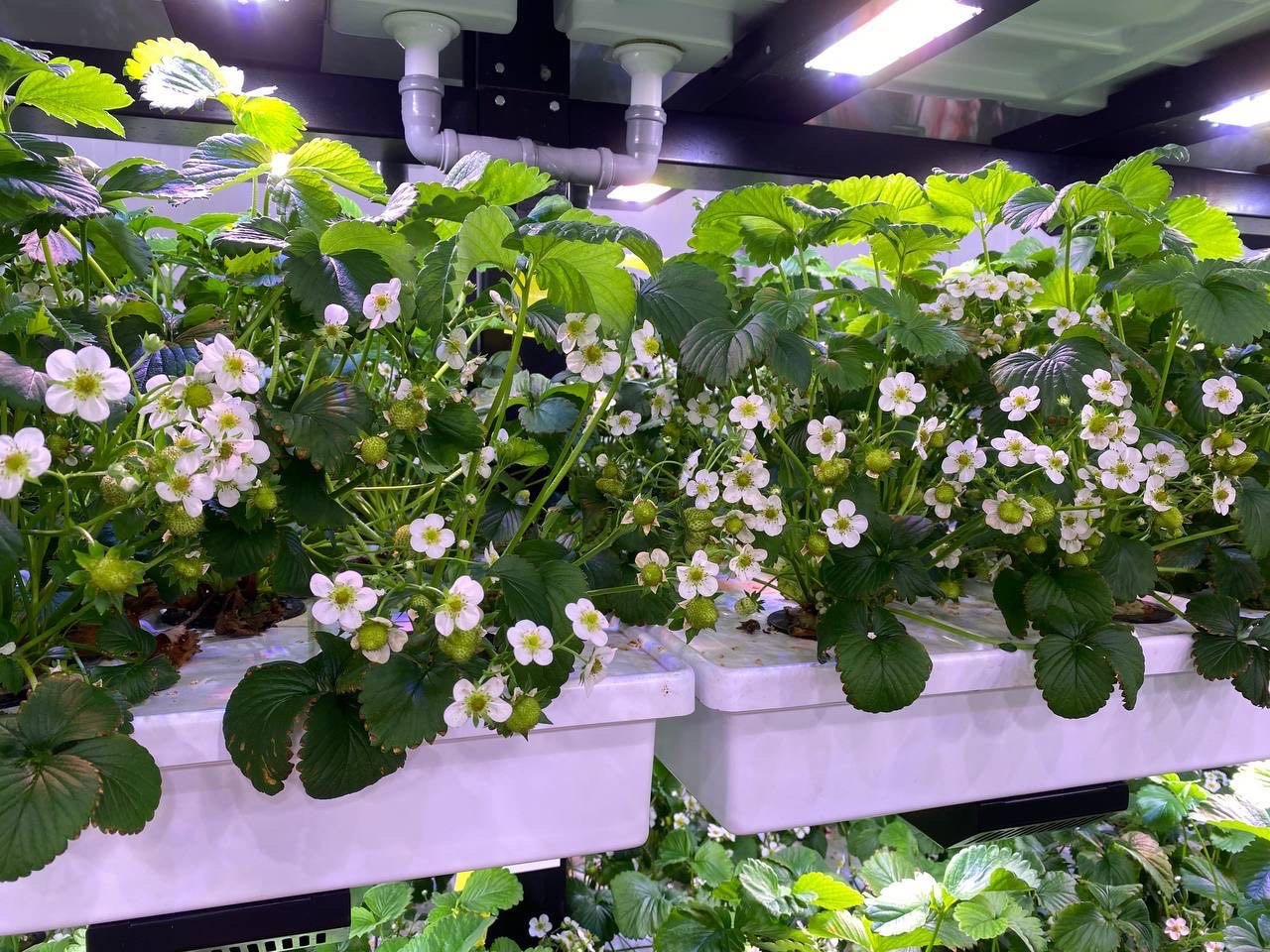 Flowers on the Agricultural Technologies platform
