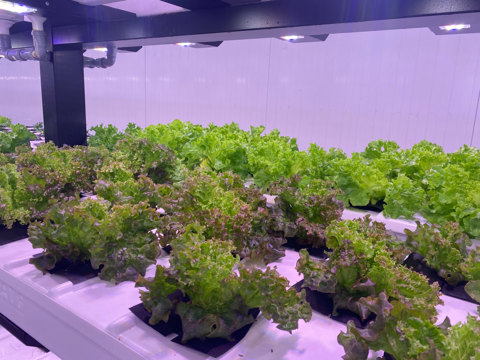 Leafy greens and herbs on a separate platform