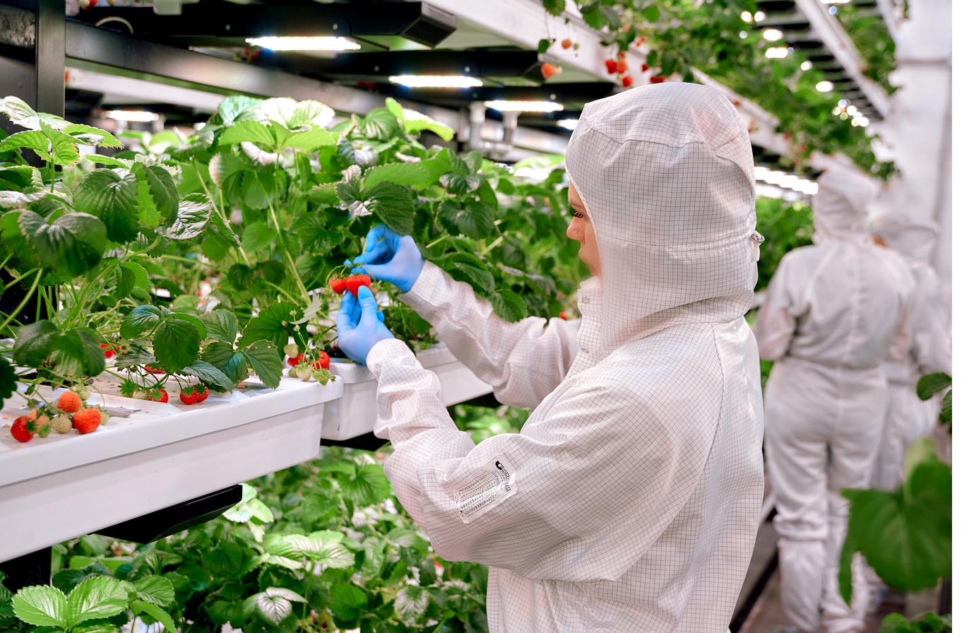 Dessert strawberries ripening inside an Agricultural Technologies growing chamber