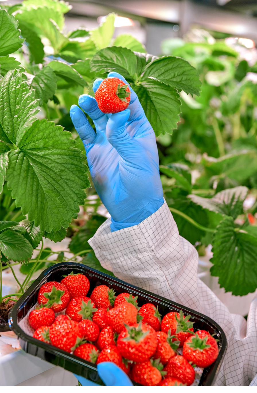 A grower holds a ripe strawberry above a punnet of freshly harvested berries