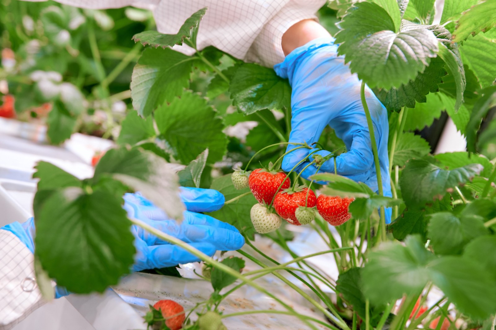 Strawberries on the plant in a controlled environment