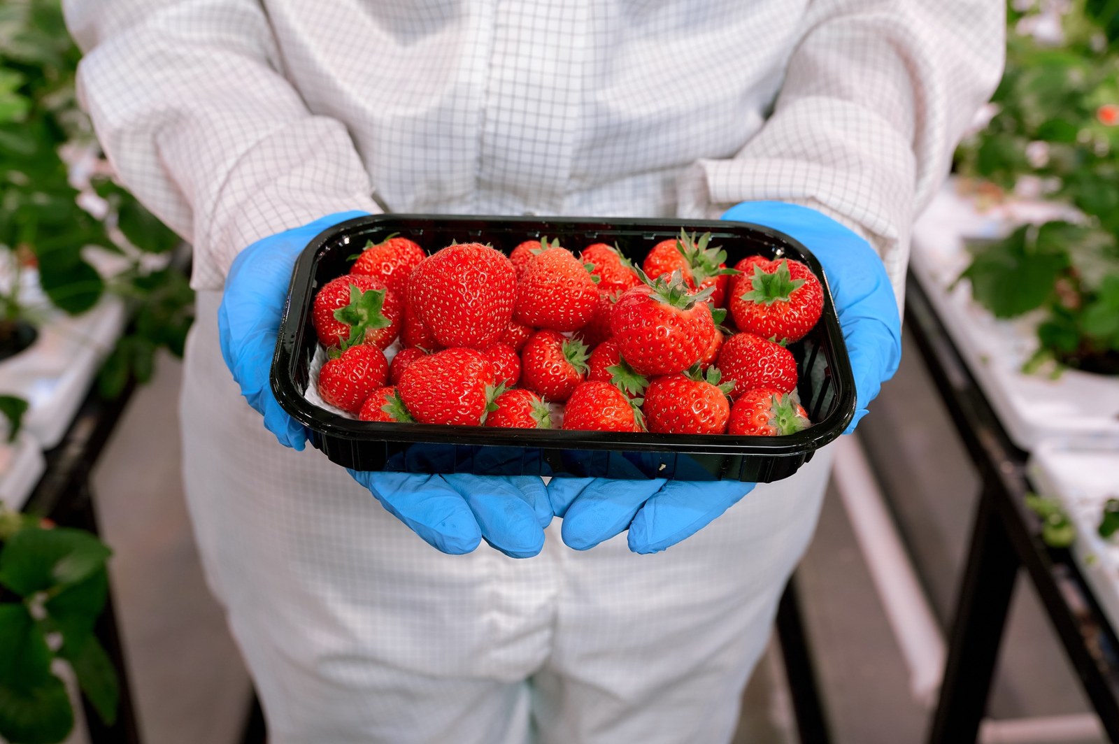 Premium strawberries by Agricultural Technologies