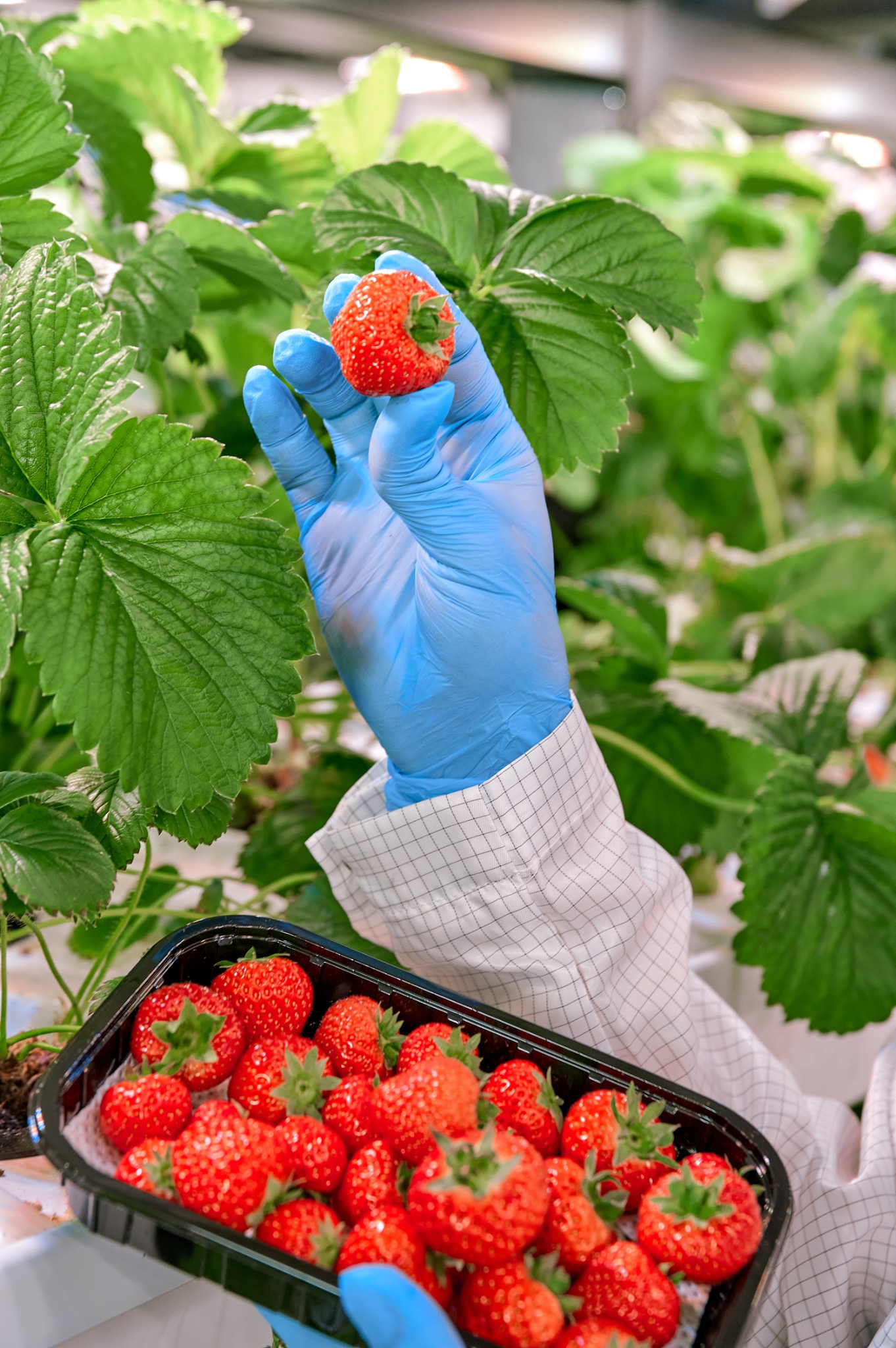 Berry harvest at the farm