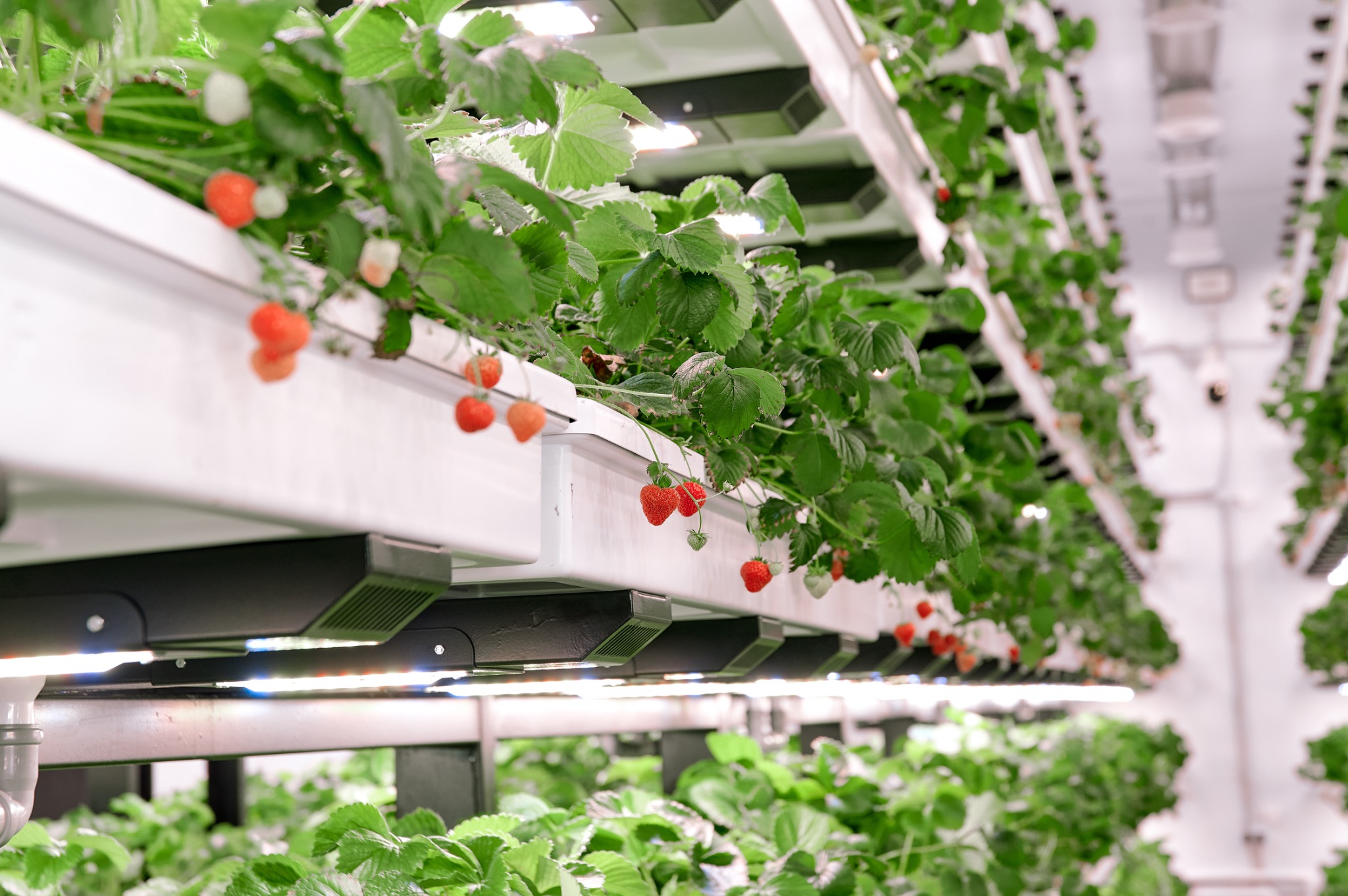 Industrial multi-tier farm