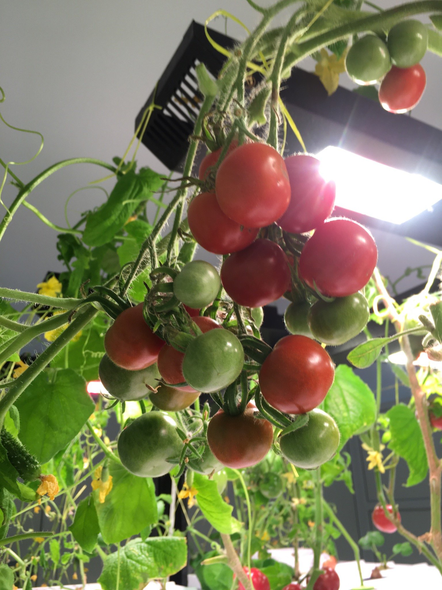 Tomatoes on the Agricultural Technologies platform